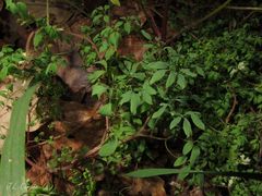 Ceratocapnos claviculata