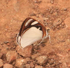 Dynamine coenus