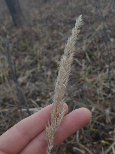 Nuttall's reedgrass (Calamagrostis coarctata)