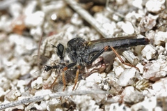 Stenopogon californiae