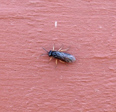 Periclista