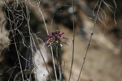 Boechera californica