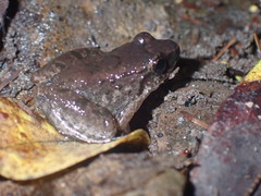 Limnonectes hascheanus