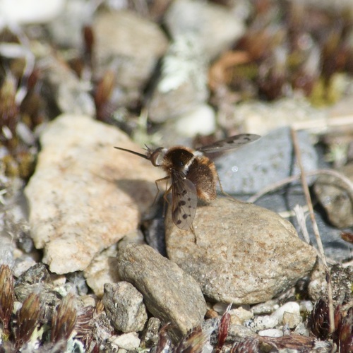 Pygmy Bee Fly photo 5
