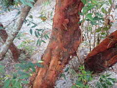 Syzygium antisepticum