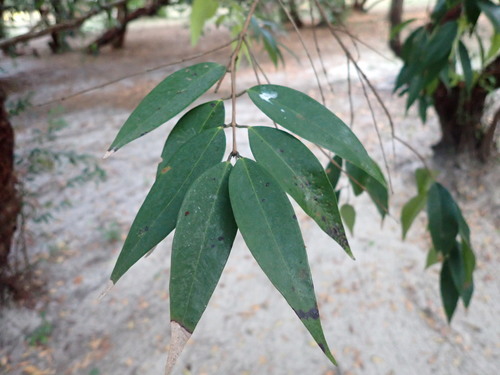 Syzygium antisepticum, photograph 5