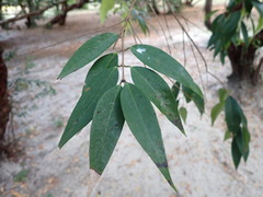 Syzygium antisepticum