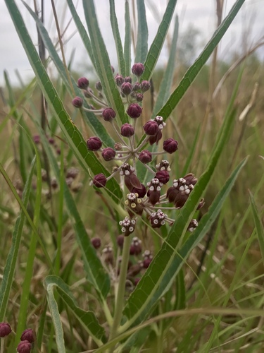 Bract milkweed (Asclepias brachystephana)