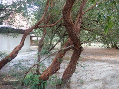 Syzygium antisepticum