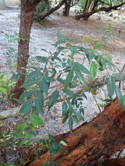 Syzygium antisepticum