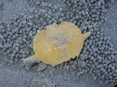 Matuta