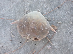 Matuta