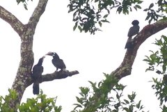 Anorrhinus galeritus