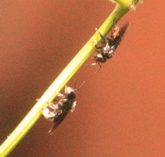 Trigona spinipes