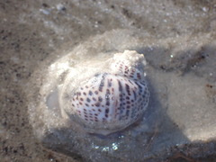 Paratectonatica tigrina