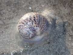 Paratectonatica tigrina