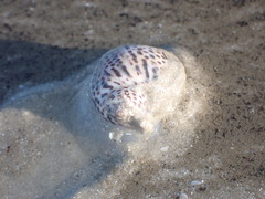 Paratectonatica tigrina