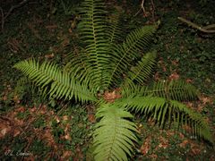 Dryopteris affinis