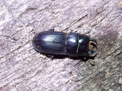 Dorcus parallelus