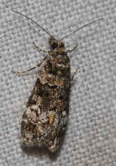 Eudonia protorthra