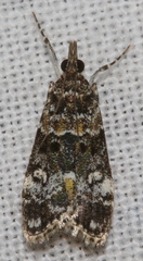 Eudonia protorthra