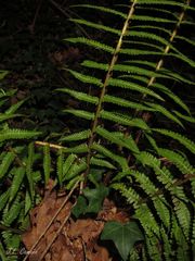 Dryopteris affinis