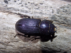 Dorcus parallelus