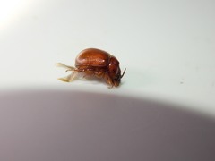 Odonteus