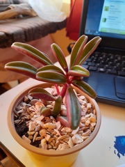 Peperomia graveolens