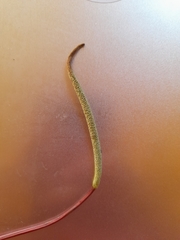 Peperomia graveolens