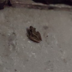 Ischnocnema izecksohni