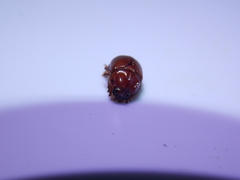 Odonteus