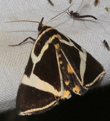 Fodina ostorius