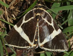 Fodina ostorius