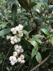 Gaultheria appressa