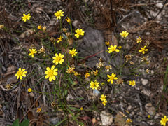 Oxypappus scaber