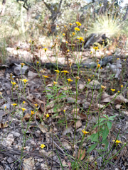 Oxypappus scaber
