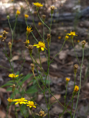 Oxypappus scaber