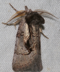 Gallaba eugraphes