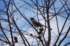 Mimus polyglottos image