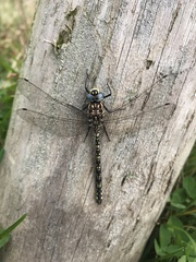 Austroaeschna flavomaculata