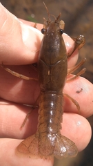 Procambarus lewisi