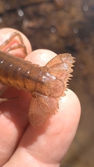 Procambarus lewisi
