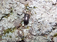 Tarpela undulata