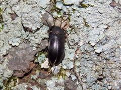 Tarpela undulata