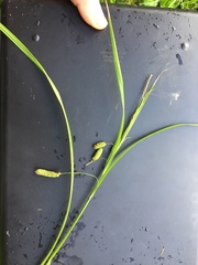 Carex lessoniana