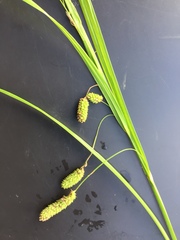 Carex lessoniana