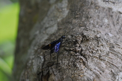 Pristaulacus fasciatus