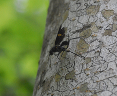 Pristaulacus fasciatus