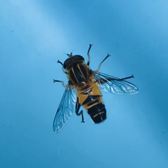 Helophilus eristaloidea